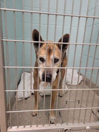 View Sandler the Dog Photo #1