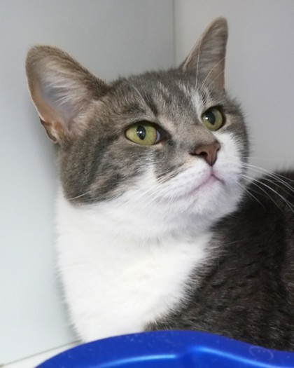 View Fancy the Cat Photo #1