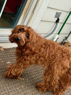 View Snuffy the Dog Photo #2