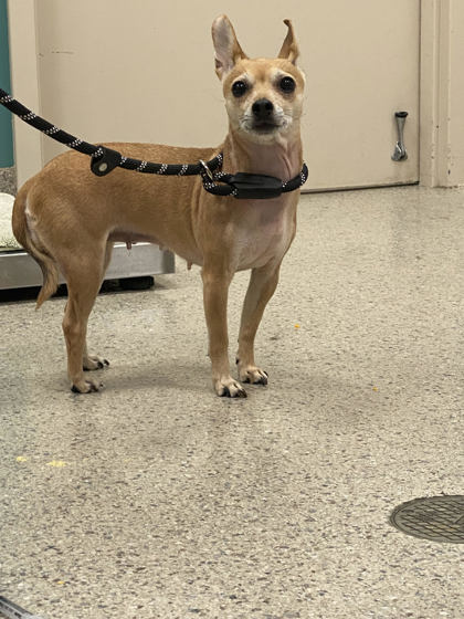 View Found Dog Photo #1