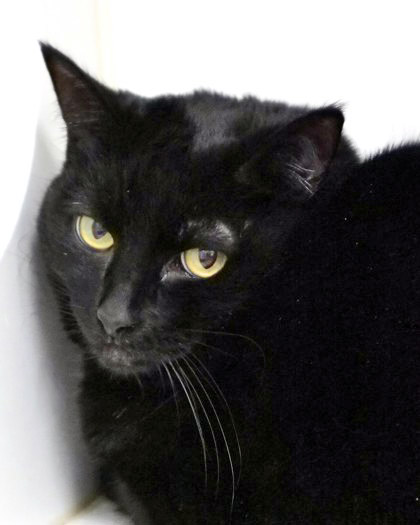 Photo of Cinder