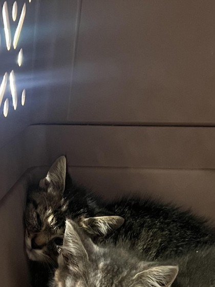 Help Rehome This Cat Cat