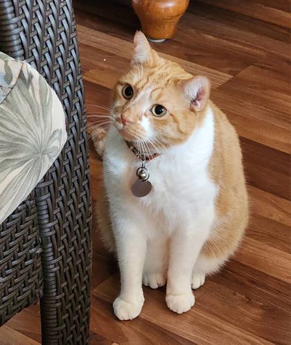 View Lost Cat Photo #1