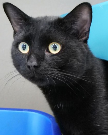 BART - Domestic Shorthair / Mix available for adoption