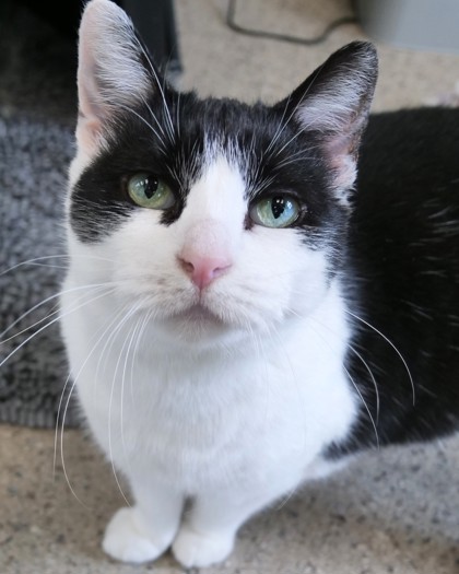 TSUKI - Domestic Shorthair / Mix available for adoption