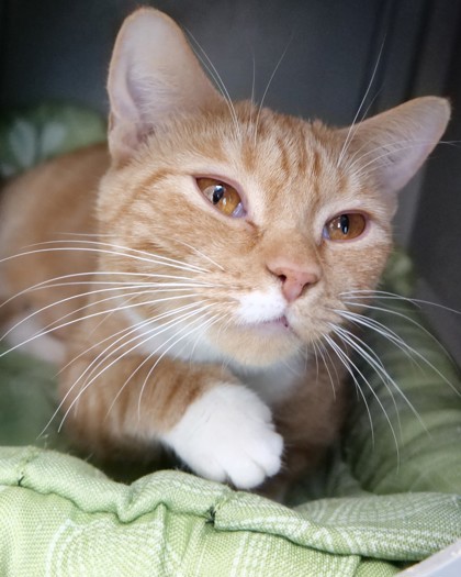 PRINCESS PUMPKIN (AT PETSMART) - Domestic Shorthair / Mix available for adoption