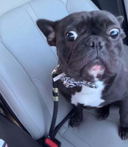 Have You Seen Coco? Dog