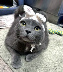 View Hootie the Cat Photo #1