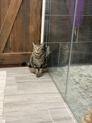 View Lost Cat Photo #1