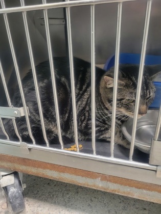 View Juliette the Cat Photo #1