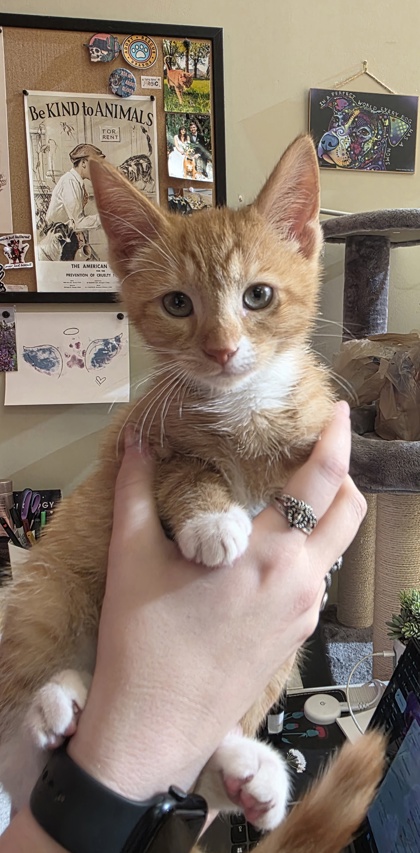 Learn More About Plankton