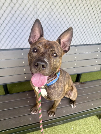 Learn More About Snickers Photo of Snickers