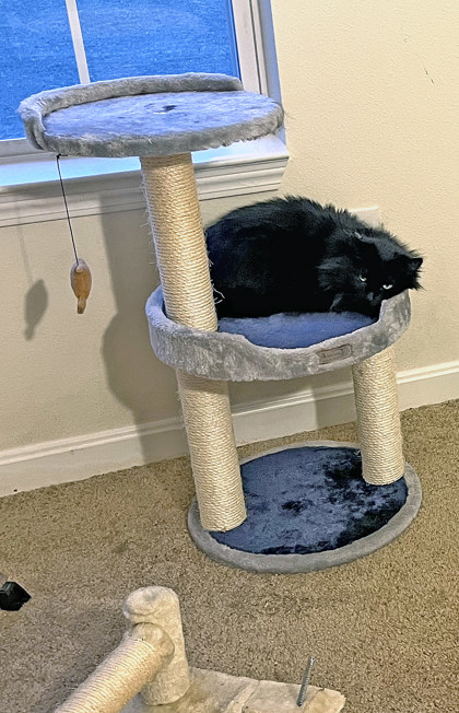 View Binky (in Foster) the Cat Photo #2