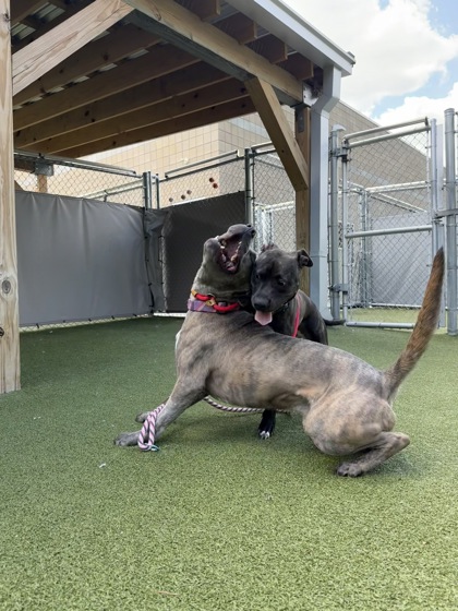 View Rodrick the Dog Photo #2