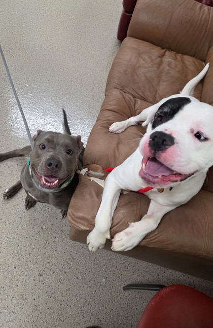 View Trudy Judy the Dog Photo #2