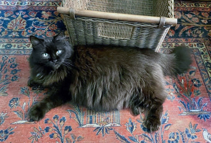 View Smokey (in Foster) the Cat Photo #1