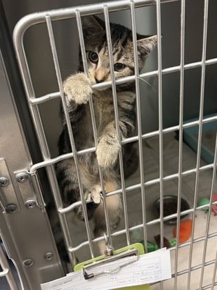 AGGIE - Domestic Shorthair / Mix available for adoption
