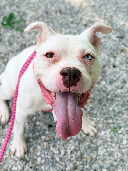 Photo of Ivory (in foster)