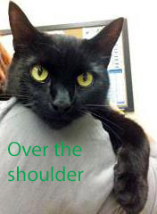 View Merlin (in Foster) the Cat Photo #2