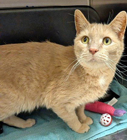 View Gusolini (at PetSmart) the Cat Photo #1