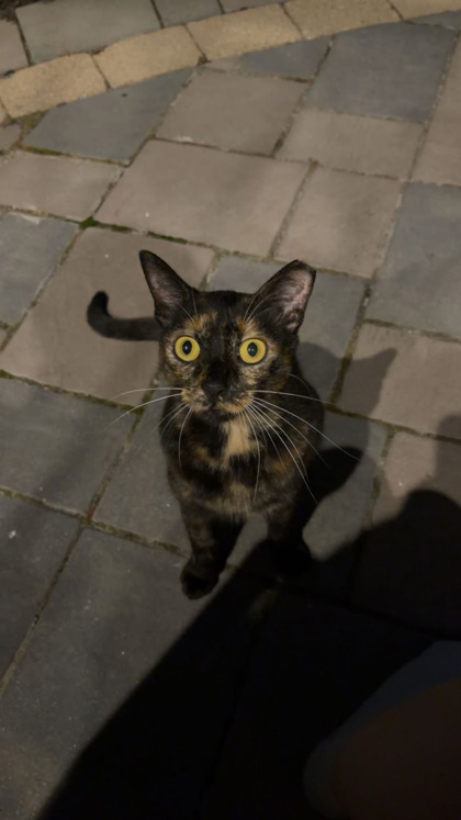 Help Rehome This Cat Cat