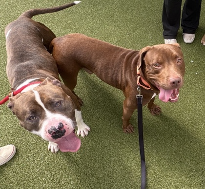 View Kane (bonded With Chase) the Dog Photo #3