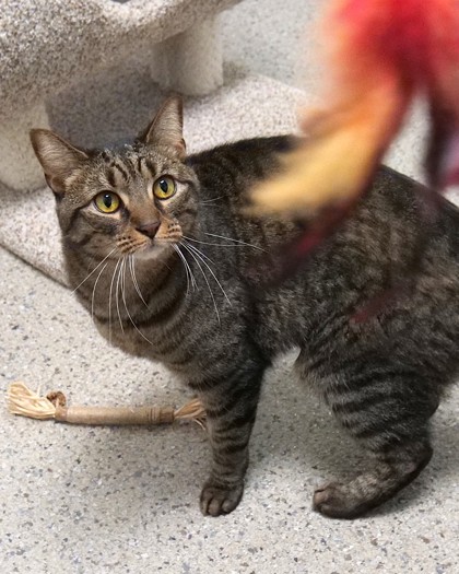 View Rosie the Cat Photo #1