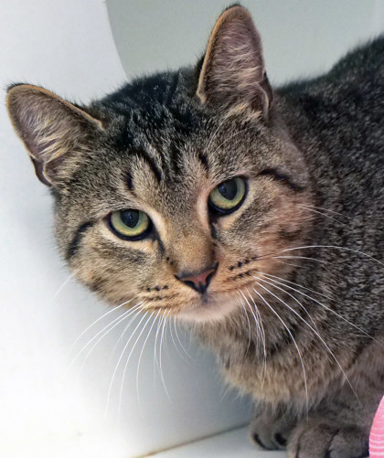 View Pyke the Cat Photo #1