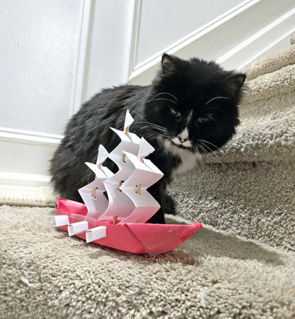 View Mocha the Cat Photo #2