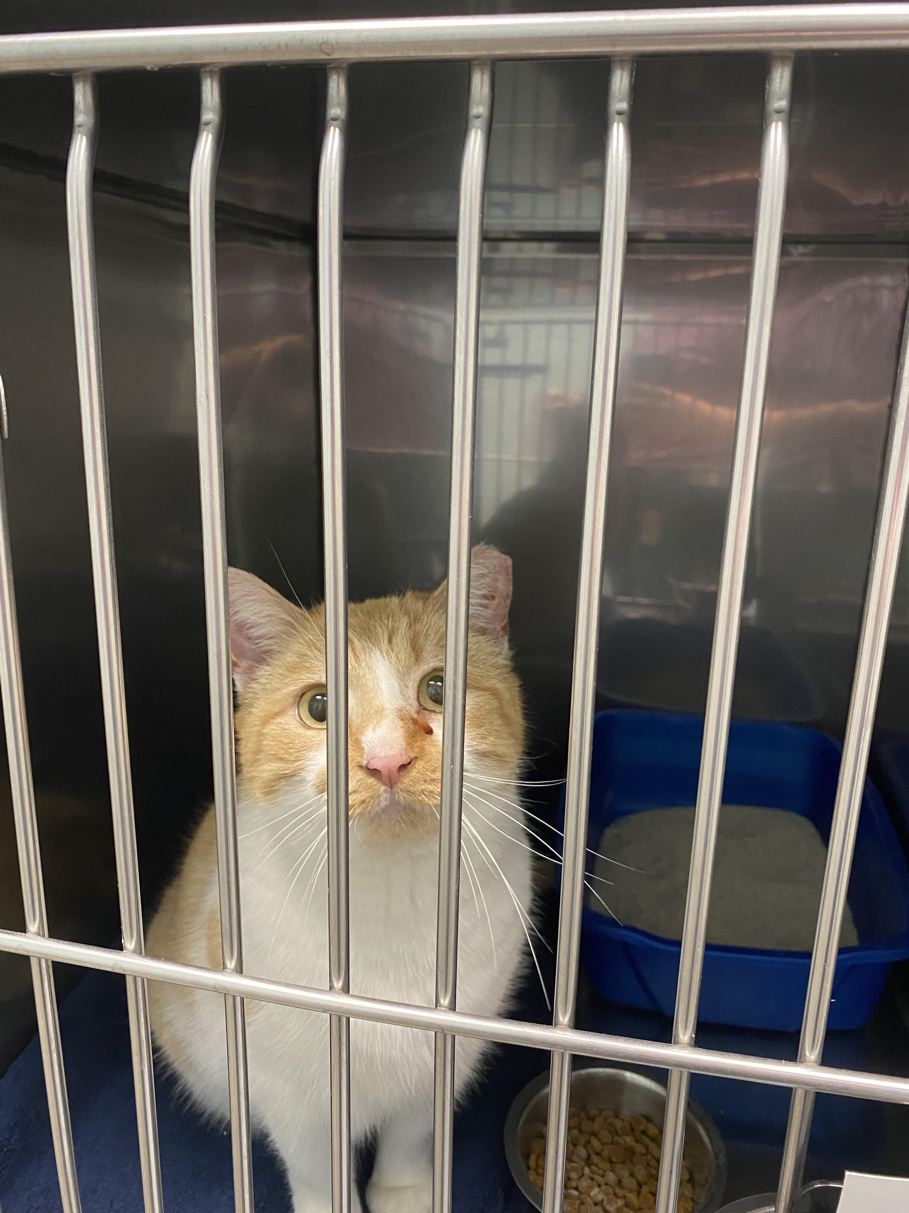 View Found Cat Photo #1