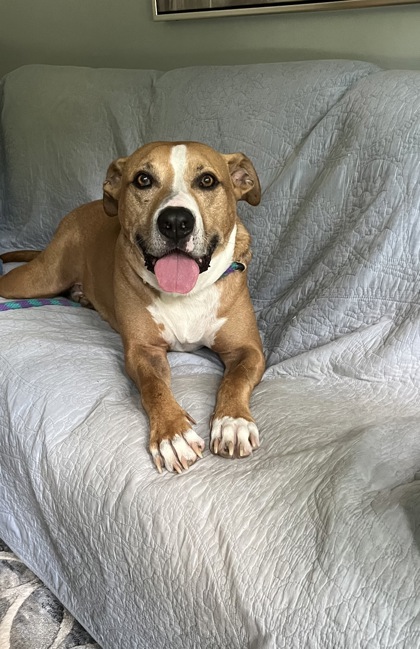 Learn More About Andy (in Foster) Photo of Andy (in foster)