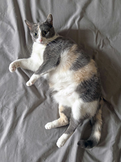 View Everest (in Foster) the Cat Photo #2