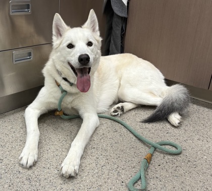 View Luna the Dog Photo #1