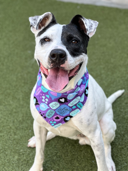 View Basil the Dog Photo #1