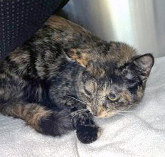 Learn More About Nutter Butter