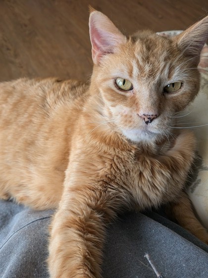 View Chester the Cat Photo #1