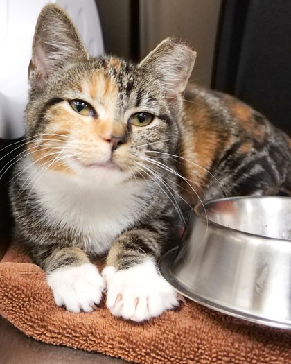 Help Rehome This Cat Cat
