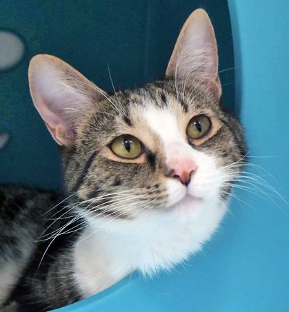 View Zeno the Cat Photo #1