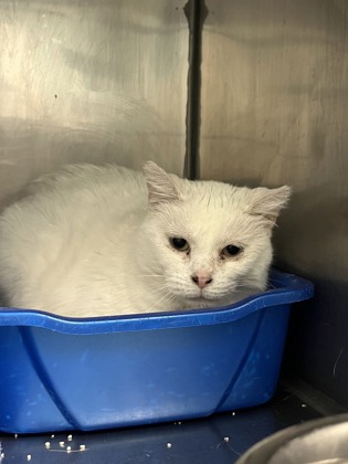 View Snow Princess the Cat Photo #1