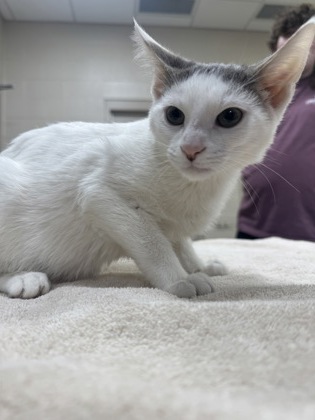 Help Rehome This Cat Cat