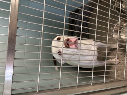 Help Rehome This Dog Dog