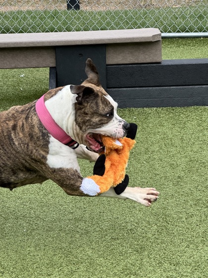 View Mavis the Dog Photo #1