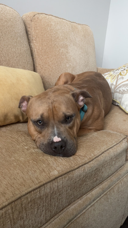 View Sam (in Foster) the Dog Photo #2