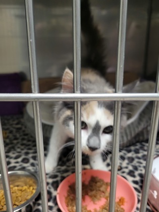 Help Rehome This Cat Cat