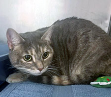 View Asher the Cat Photo #1