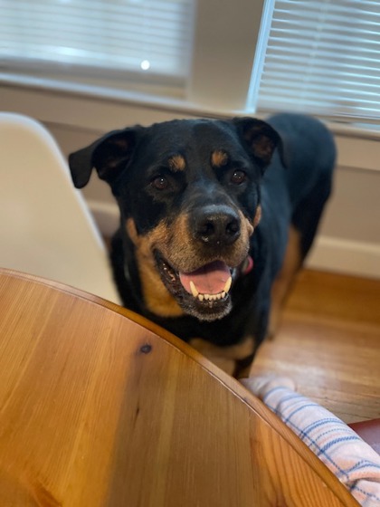 View Bane (In Foster) the Dog Photo #1