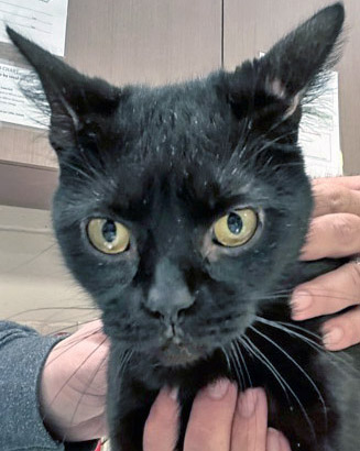 View Bagheera the Cat Photo #3