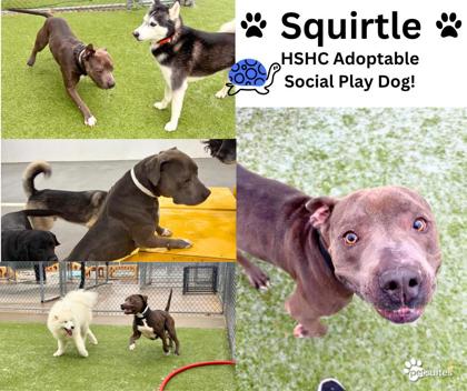 View Squirtle the Dog Photo #1