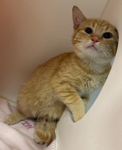 View Digit the Cat Photo #1