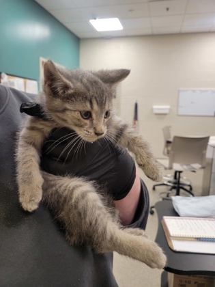 Help Rehome This Cat Cat